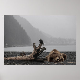 Schlafbär Rustikaler Adler Alaska Landschaft Poster