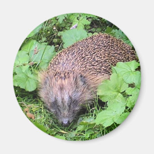 Schlafbehagen Magnet