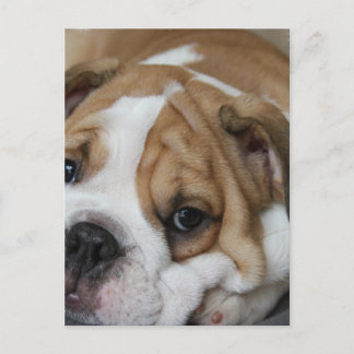 Schlafbulldog Postkarte
