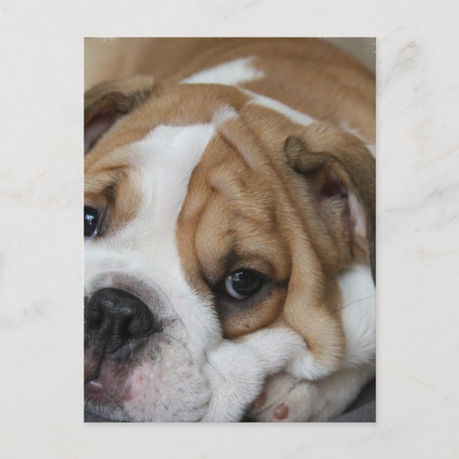 Schlafbulldog Postkarte (Vorderseite)