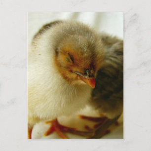 Schlafen bei der Arbeit Postkarte