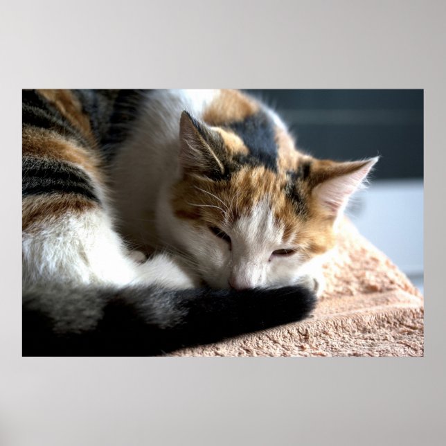 Schlafen Calico Cat Poster (Vorne)