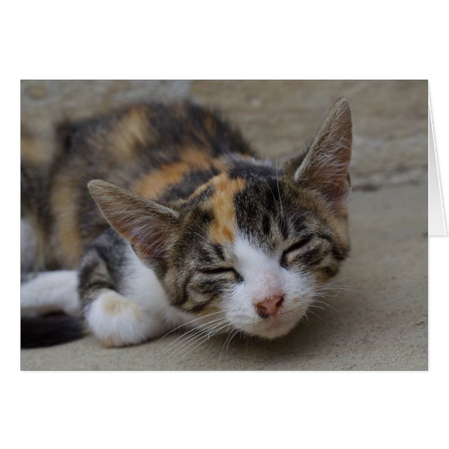 Schlafen Calico Kitten (Vorderseite (Horizontal))