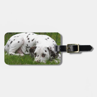 Schlafen Dalmation, das auf dem Gebiet legt Gepäckanhänger