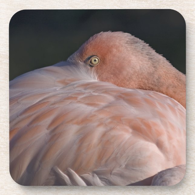Schlafen Flamingo Set von 6 Untersetzer (Vorderseite)