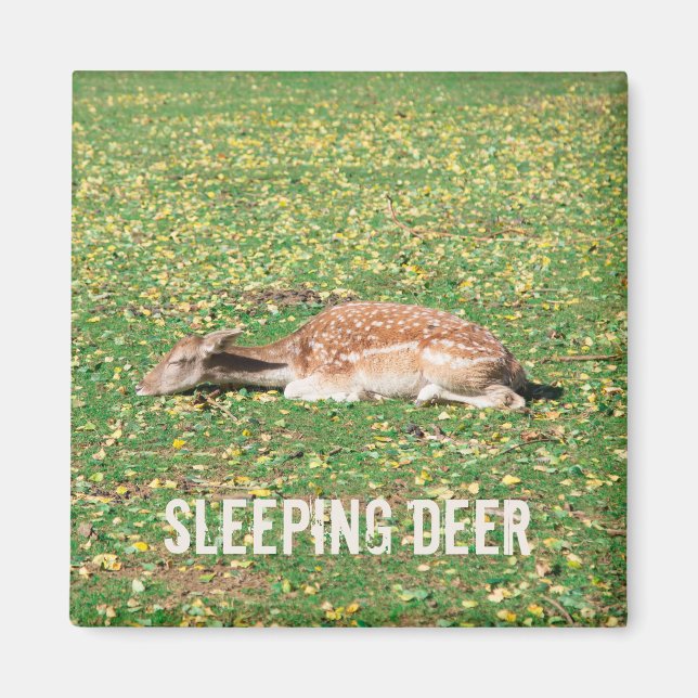 Schlafen Hirsch im Winterschlaf auf der Wiese im H Magnet (Vorne)