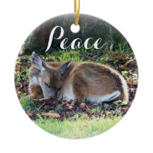 Schlafen Hirsche Natur Foto Frieden Urlaub