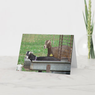 Schlafen in meinem Feed Karte