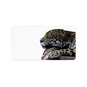 Schlafen Jaguar kein Hintergrund Adressaufkleber