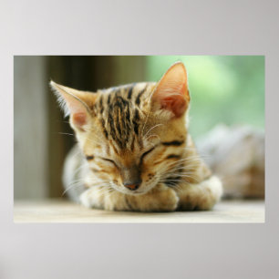 Schlafen Kleine Baby Kitty Poster