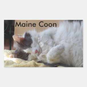 Schlafen Maine Coon Cat Sticker