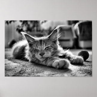 Schlafen Maine Coon Katze Schwarz und Weiß Poster