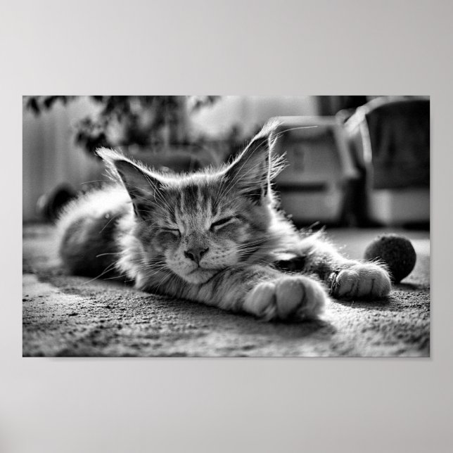 Schlafen Maine Coon Katze Schwarz und Weiß Poster (Vorne)