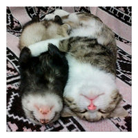 Schlafen mit Frettchen und Katzen