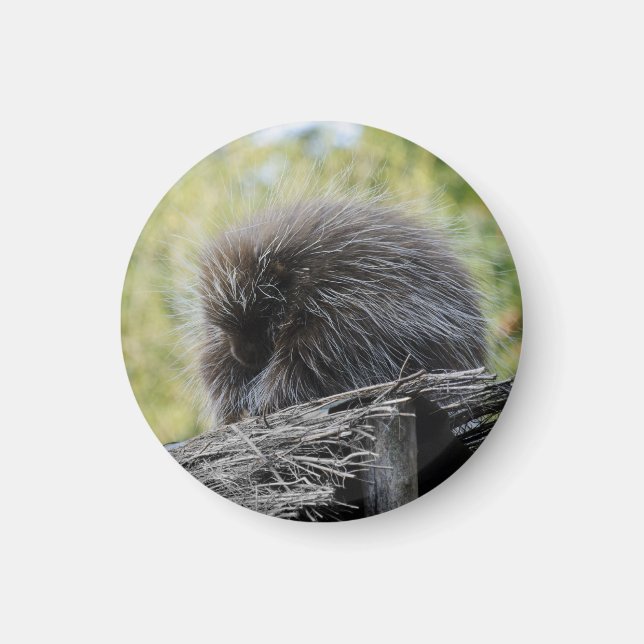 Schlafen Porcupine Magnet (Vorne)