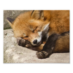 Schlafen Red Fox Fotodruck