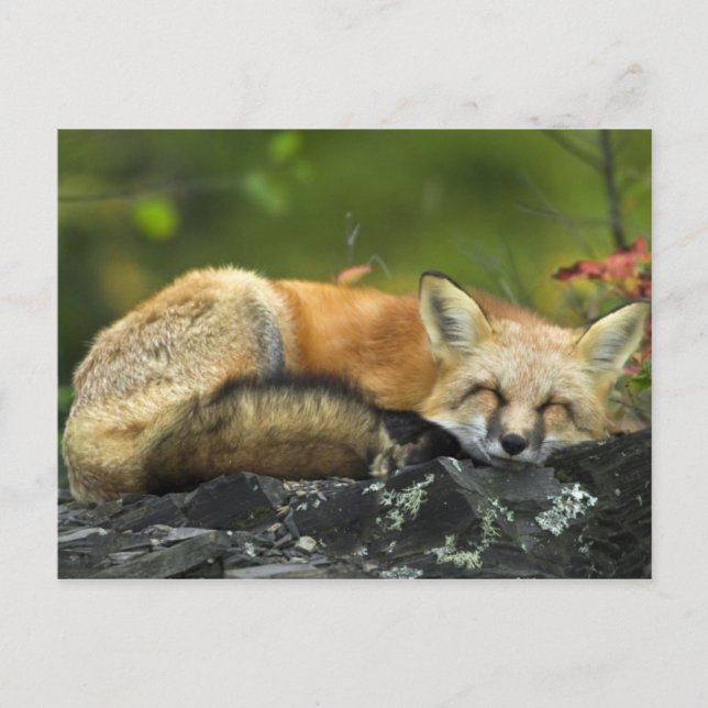 Schlafen Red Fox Postkarte (Vorderseite)