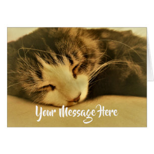 Schlafen Sepia Cat Napping