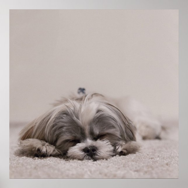 Schlafen Shih tzu Poster, Schlafhund Poster (Vorne)