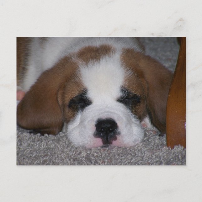Schlafen St. Bernard Welppy Postkarte (Vorderseite)