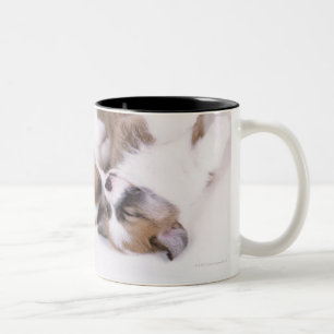 Schlafen Waliser Corgiwelpen Zweifarbige Tasse