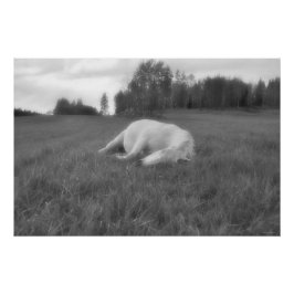 Schlafen Weißes Pferd Ranch Feld Pferdeküche B&W F Poster