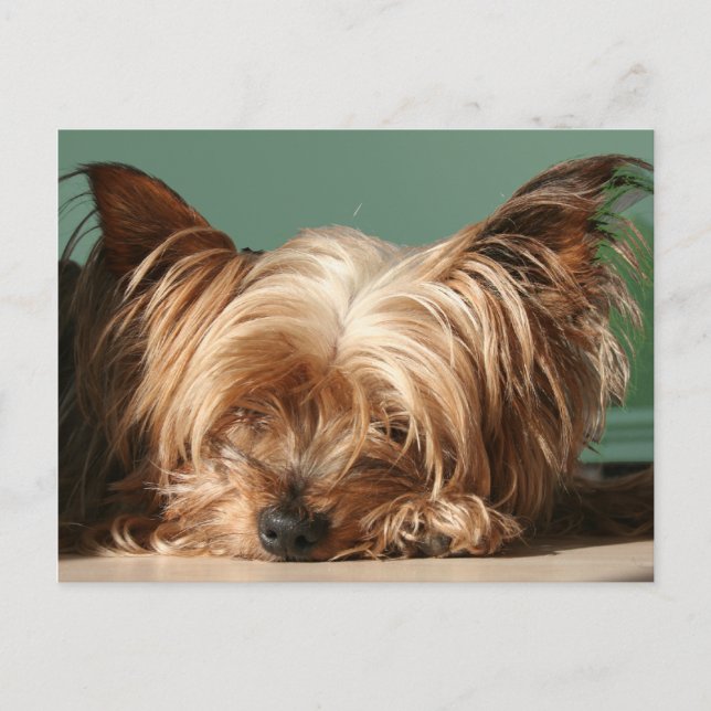 Schlafen Yorkie Postcard Postkarte (Vorderseite)