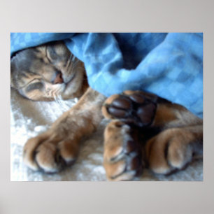 Schlafende Blue Aby Katze in Blau Poster