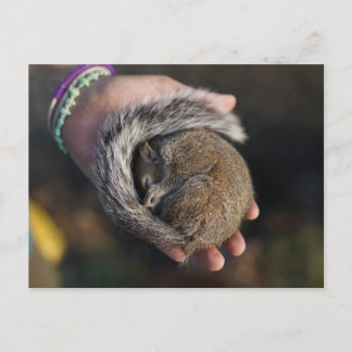 Schlafende Eichhörnchen Postkarte