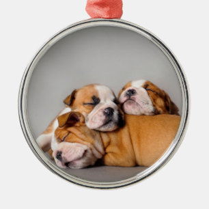 Schlafende englische Bulldoggen Welpen Silbernes Ornament
