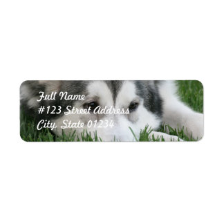 Schlafende Husky-Dog-Postleitzahl