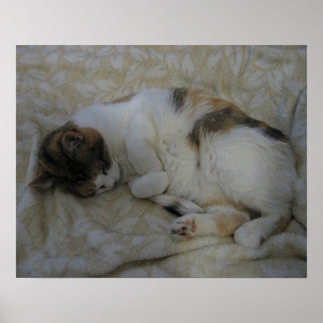 Schlafende Katze Poster (Vorne)