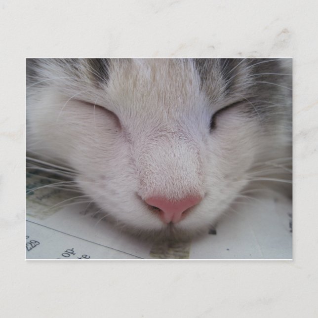 Schlafende Katze Postkarte (Vorderseite)