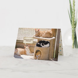 schlafende Katzen Geburtstag Karte