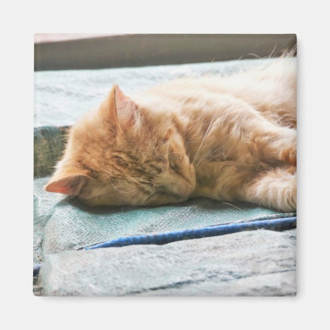 Schlafende Langeginger-Katze Magnet (Vorne)