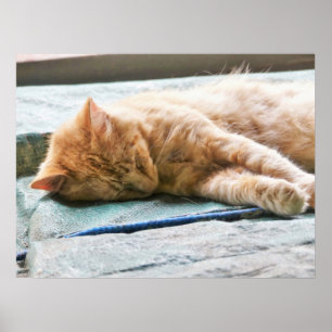 Schlafende Langeginger-Katze Poster