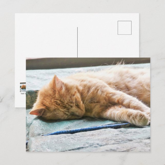 Schlafende Langeginger-Katze Postkarte (Vorne/Hinten)