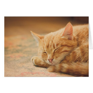 Schlafende Orange Tabby Cat