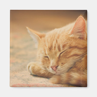 Schlafende Orange Tabby Cat Magnet