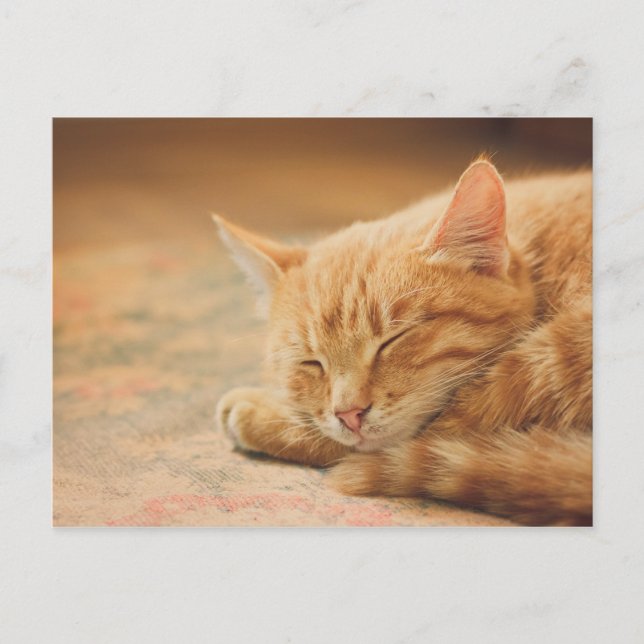 Schlafende Orange Tabby Cat Postkarte (Vorderseite)