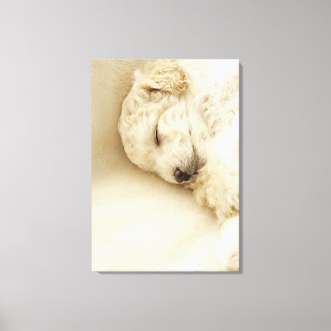 Schlafende Poodle Welpe Leinwanddruck (Vorderseite)