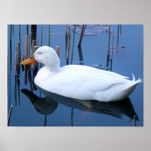 Schlafende Reflektion bei weißem Duck Poster (Vorne)
