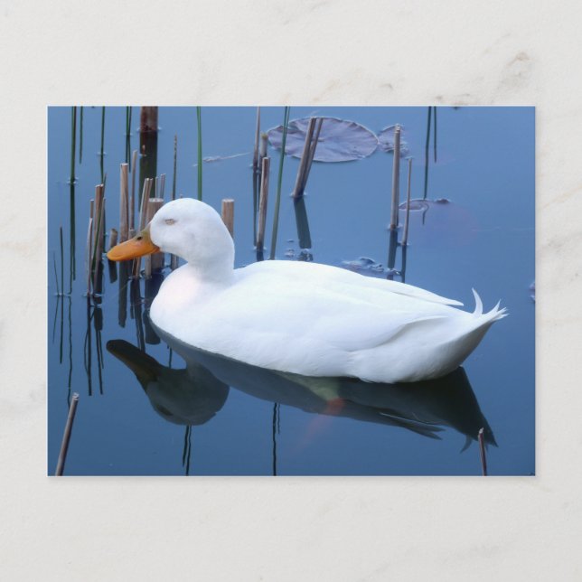 Schlafende Reflektion bei weißem Duck Postkarte (Vorderseite)