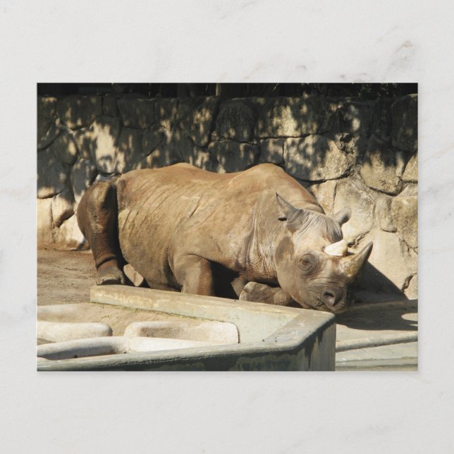 Schlafende Rhino Postkarte (Vorderseite)