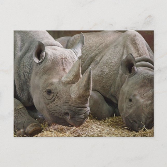 Schlafende Rhinos Postcard Postkarte (Vorderseite)