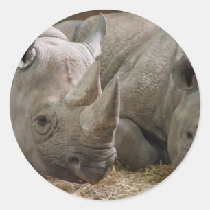 Schlafende Rhinos Stickers