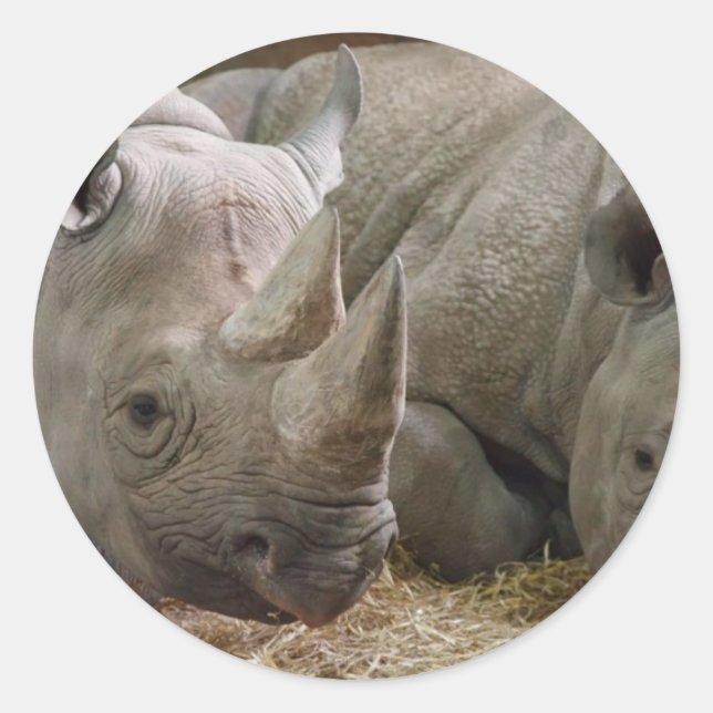 Schlafende Rhinos Stickers (Vorderseite)