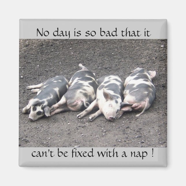 Schlafende Schweine Magnet (Vorne)