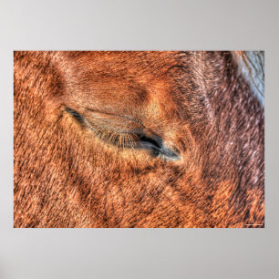 Schlafende Sorrel Horse Eye and Lashes Foto Poster