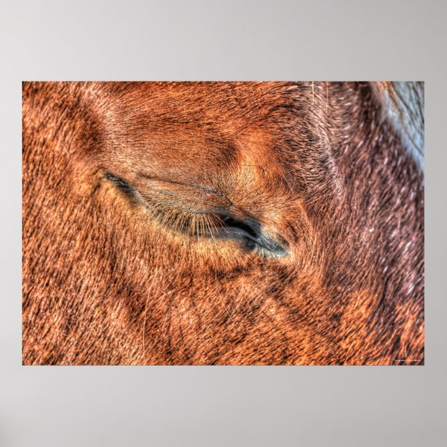 Schlafende Sorrel Horse Eye and Lashes Foto Poster (Vorne)